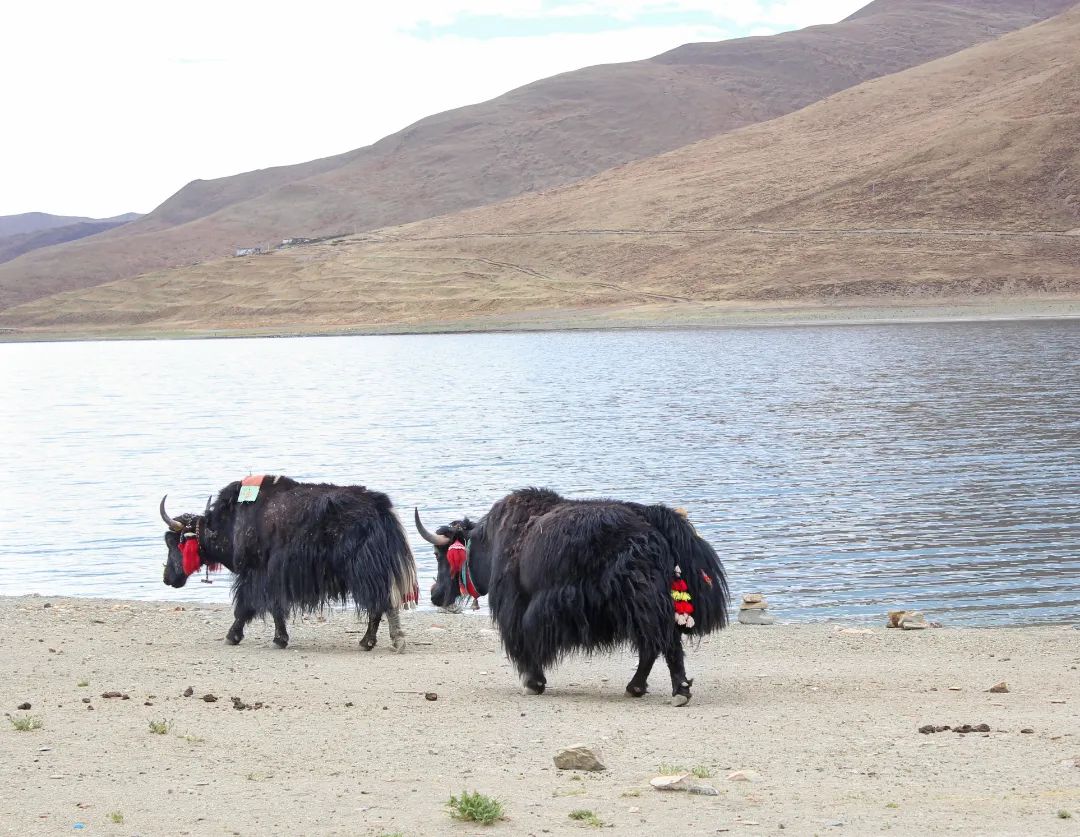 雪域西藏，此生必駕—— 自由炮護航！